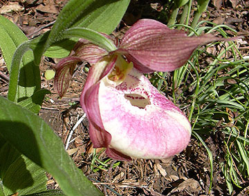 Cypripedium Aki 'Hot Summers'