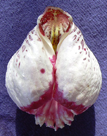 Cypripedium japonicum flower from above