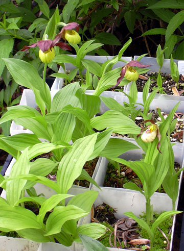 Cypripedium seedlings approaching blooming size