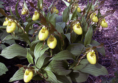 Cyp. pubescens